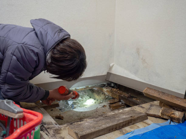 Best Air Quality Testing for Mold Spores  in Anoka, MN