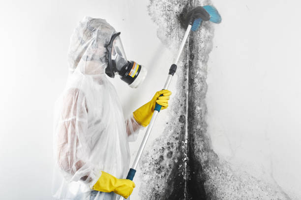 Best Environmental Consulting for Mold Prevention  in Anoka, MN
