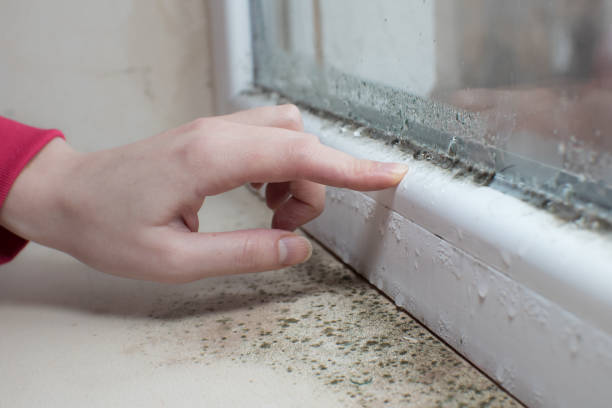 Mold Odor Removal Services in Anoka, MN